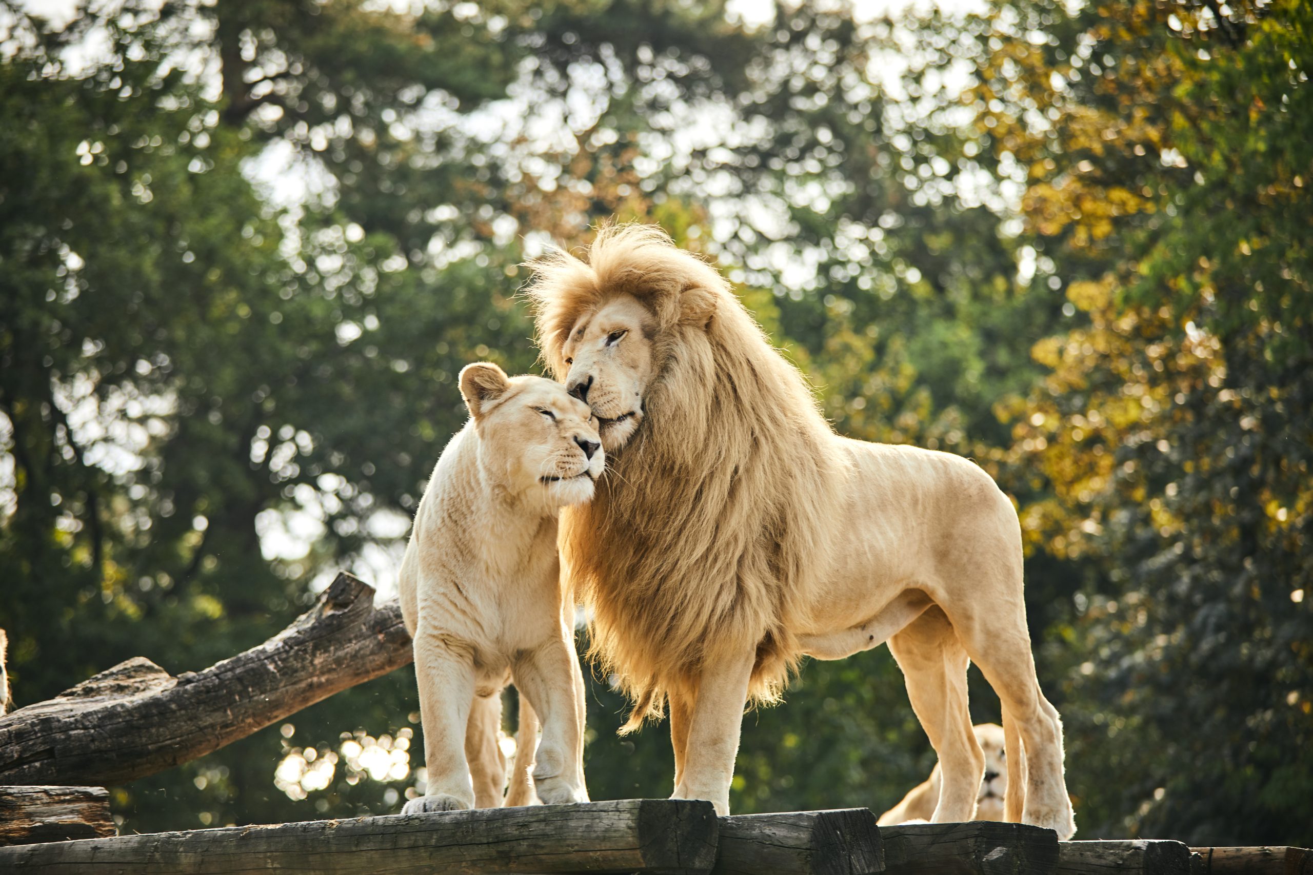 Www Freizeitspass Online De Lösungswort Safariland Stukenbrock 2023: „Das Wildtier-Safari-Erlebnis mit dem